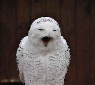 Schneeeule