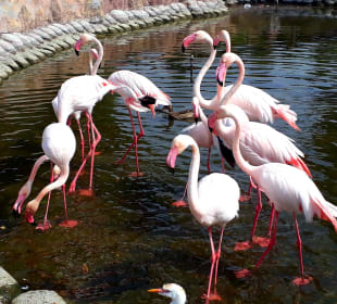 Al Areen Wildlife Park