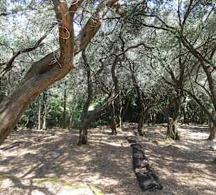 Inselrundfahrt Korfu