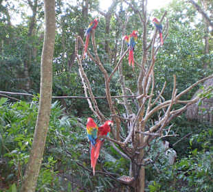 Vogelpark in Playacar