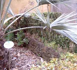 Botanischer Garten in Puerto de la Cruz