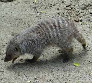 Rundgang im Tierpark