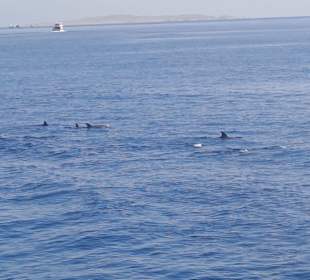 Delfin Tour Hurghada