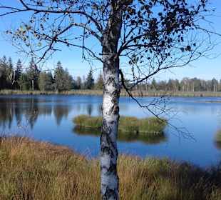 Wandern im Vogter-Altdorfer Wald