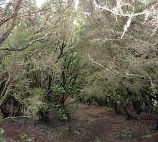 Garajonay National Park