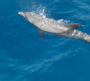 Delphin