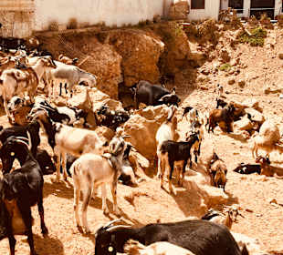 Ziegenfarm Finca Pepe