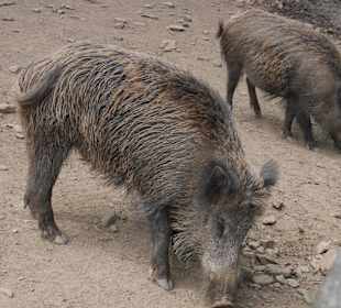 Wildpark Wildschweine