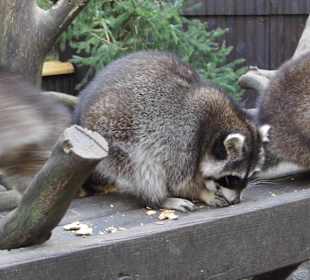 Wildparkimpressionen