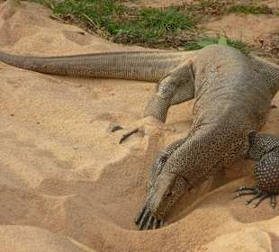 Großer Waran