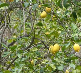 Zitronenbäume am Port de sa Calobra