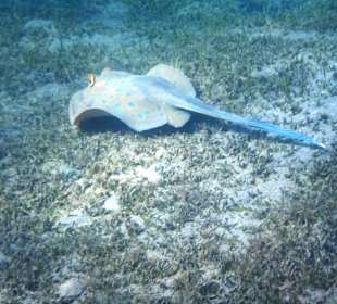 Schnorcheln Marsa Alam