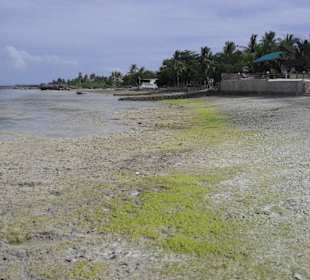 Zwischen Panagsama und White Beach