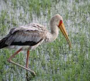 Nimmersatt am Lake Nakuru