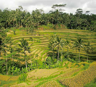 Im Reisfeld bei Ubud
