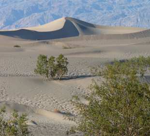 Mesquite Sand Dunes