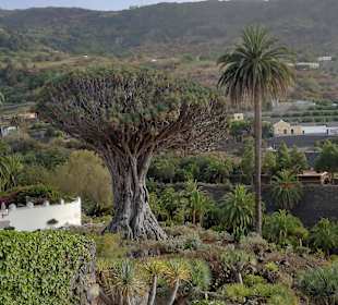 Wandern Puerto de la Cruz