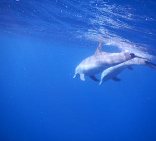 Delfine