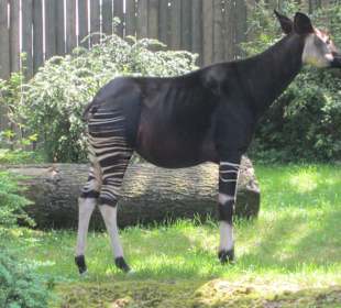 Okapi - Kurzhalsgiraffe