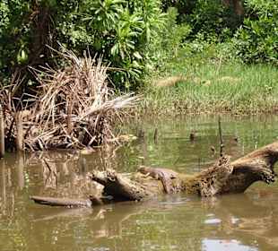 Bootstour durch Mangroven
