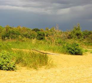 Strandbereich mit Hund