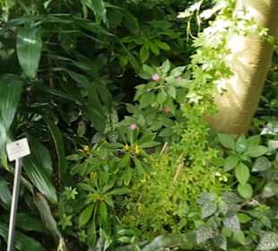 Botanischer Garten