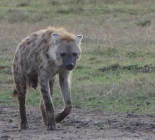Safari in der Masai Mara
