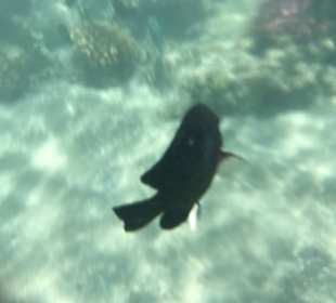 Schnorcheln Makadi Bay