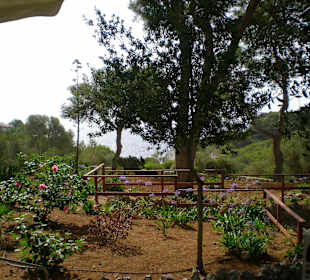 Drachenhöhle / Coves del Drac 