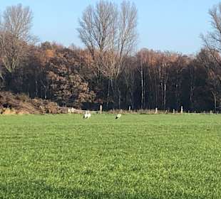 Stadtrundgang Münster