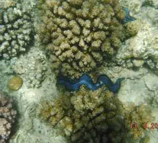 Riff und Riesenmuschel