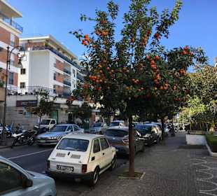 Orangenbäume säumen die Straße