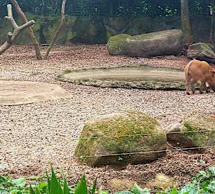 Singapur Zoo