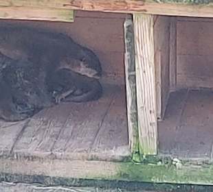 Wildpark Osterzgebirge