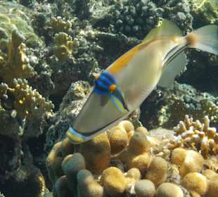 Rotmeerpicassodrücker