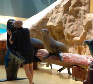 Schmusender Seelöwendompteur