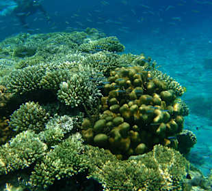 Schnorcheln am Riff bei der Tiran-Insel