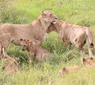 Löwenfamilie Masai Mara