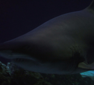 Ein Hai im Ozeanaquarium