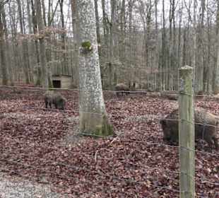 Wildpark Eichert