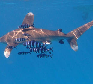Weisspitzen-Hochseehai