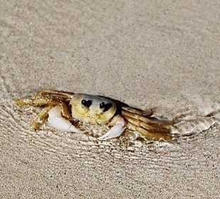 Paradiesinsel - Punta Rucia - DomRep Lifestyle - Exklusivtou