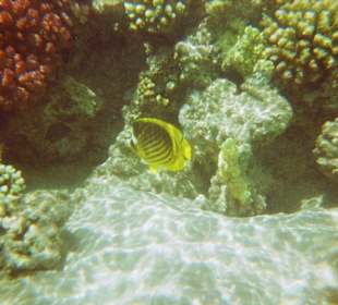 Bunte Unterwasserwelt