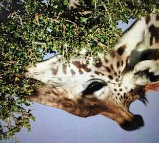 Tsavo West Holger & Mone