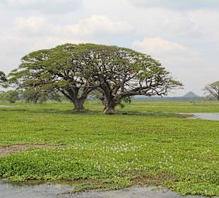 Gewaltige Bäume an der Nordseite des Sees.