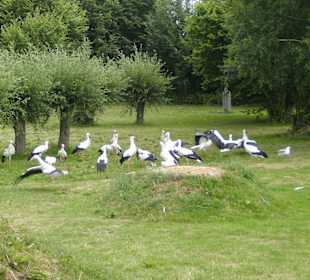 Störche bei der Fütterung