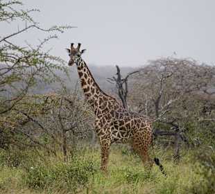 Nationalpark Kenia