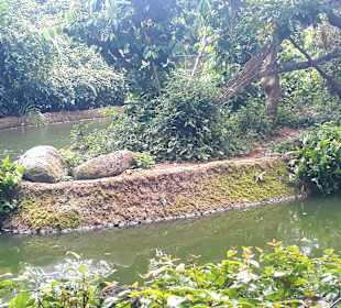 Singapur Zoo