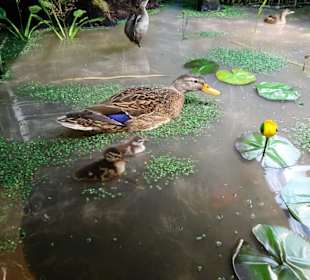 Abteilung "Feld und Flur" im Naturkundemuseum