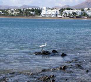 Bucht "Playa de los Pocillos"